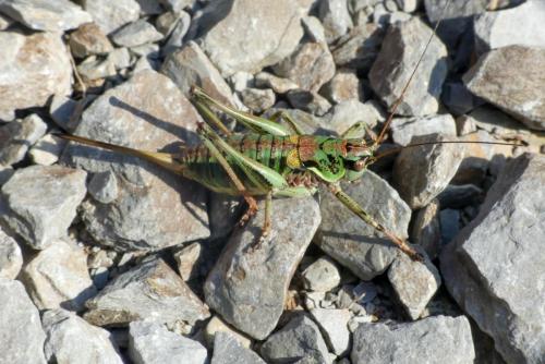 Antaxius hispanicus